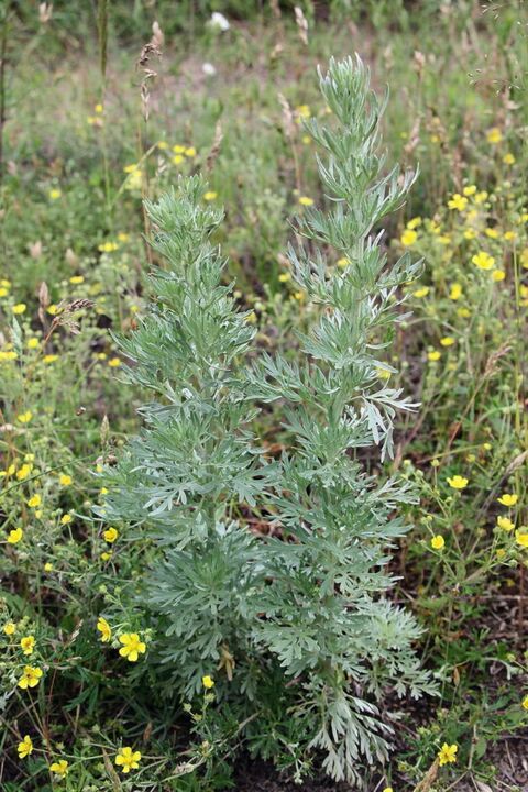 Wormwood - a raw material for the production of an effective anthelmintic