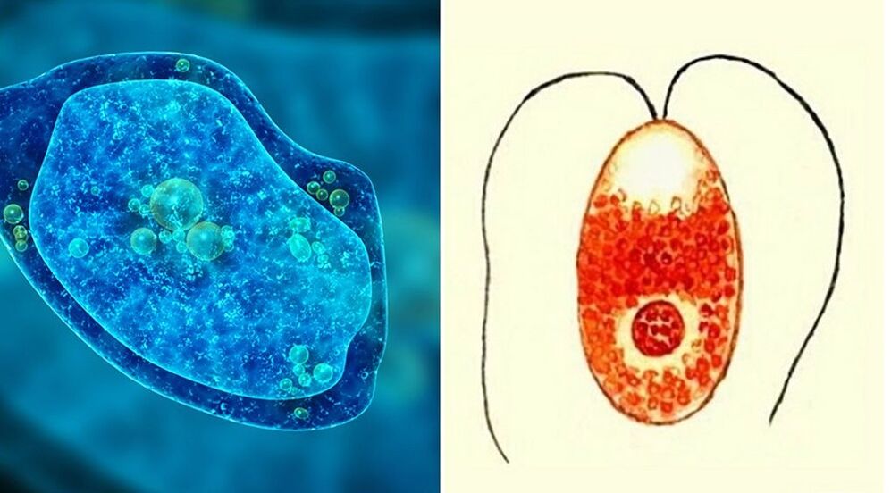 protozoan parasites, dysenteric amoeba and malaria plasmodium