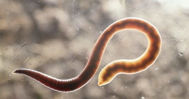 An endoparasite living in the human body