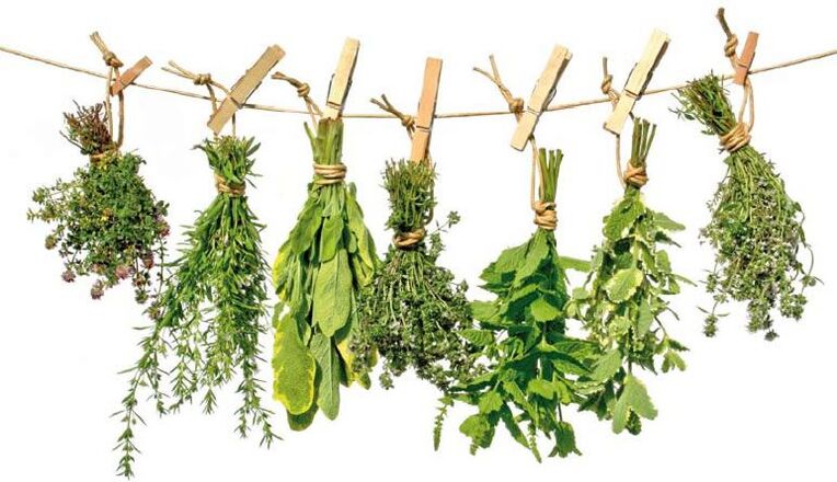Herbs with antiparasitic properties