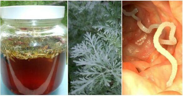 A decoction based on wormwood helps to kill parasites