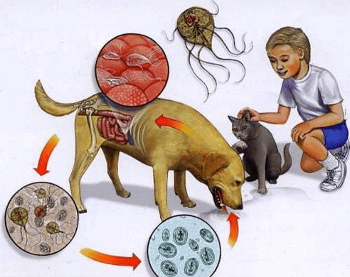 Symptoms of Lamblian infection