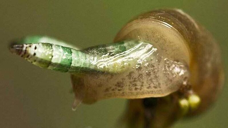 Leukocloridia is paradoxical
