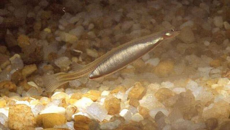 Vandelia Candira